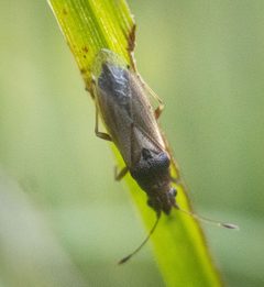 Cymus angustatus by (c) Scott Morris, some rights reserved (CC BY), uploaded by Scott Morris. Used under a CC-BY license.