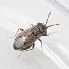 Geocoris bullatus by (c) Will Linnard, some rights reserved (CC BY), uploaded by Will Linnard. Used under a CC-BY license.