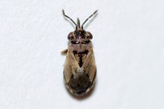 Geocoris bullatus by (c) Owen Strickland, some rights reserved (CC BY), uploaded by Owen Strickland. Used under a CC-BY license.