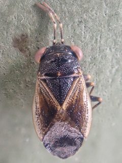 Geocoris howardi by (c) Trevor Van Loon, some rights reserved (CC BY), uploaded by Trevor Van Loon. Used under a CC-BY license.