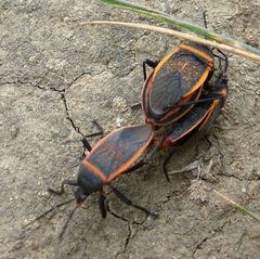 Largus californicus by (c) Rudyard, some rights reserved (CC BY), uploaded by Rudyard. Used under a CC-BY license.
