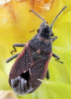 Lygaeospilus by (c) Catherine C. Galley, some rights reserved (CC BY), uploaded by Catherine C. Galley. Used under a CC-BY license.