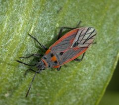 Melacoryphus nigrinervis by (c) Andrew Meeds, some rights reserved (CC BY), uploaded by Andrew Meeds. Used under a CC-BY license.
