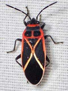 Ochrostomus uhleri by (c) Sue Carnahan, some rights reserved (CC BY), uploaded by Sue Carnahan. Used under a CC-BY license.