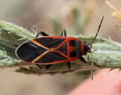 Ochrostomus uhleri by (c) Andrew Meeds, some rights reserved (CC BY), uploaded by Andrew Meeds. Used under a CC-BY license.