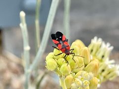Oncopeltus sanguineolentus by (c) CK2AZ, some rights reserved (CC BY), uploaded by CK2AZ. Used under a CC-BY license.