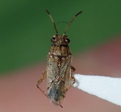 Nysius by (c) Thomas Mesaglio, some rights reserved (CC BY), uploaded by Thomas Mesaglio. Used under a CC-BY license.