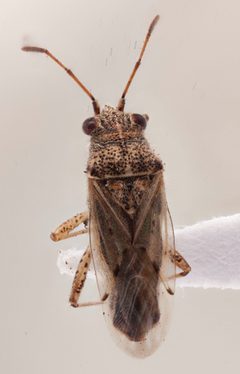 Nysius by (c) Thomas Mesaglio, some rights reserved (CC BY), uploaded by Thomas Mesaglio. Used under a CC-BY license.