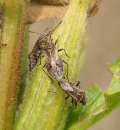 Neortholomus scolopax by (c) christine123, some rights reserved (CC BY), uploaded by christine123. Used under a CC-BY license.