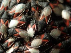 Oxycarenidae by (c) Alexis Tinker-Tsavalas, some rights reserved (CC BY), uploaded by Alexis Tinker-Tsavalas. Used under a CC-BY license.
