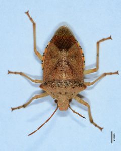 Apoecilus by (c) Don Loarie, some rights reserved (CC BY). Used under a CC-BY license.