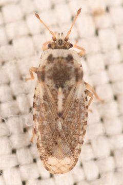 Parapiesma cinereum by (c) Trevor Van Loon, some rights reserved (CC BY), uploaded by Trevor Van Loon. Used under a CC-BY license.