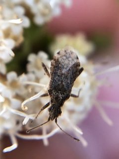 Aufeius impressicollis by (c) Jared Shorma, some rights reserved (CC BY), uploaded by Jared Shorma. Used under a CC-BY license.