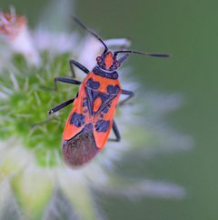 Rhopalinae by (c) Kostas Zontanos, some rights reserved (CC BY), uploaded by Kostas Zontanos. Used under a CC-BY license.