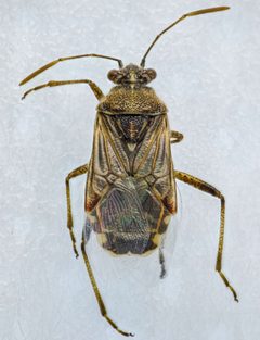 Arhyssus by (c) Don Loarie, some rights reserved (CC BY), uploaded by Don Loarie. Used under a CC-BY license.