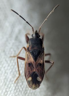 Eremocoris ferus by (c) Zihao Wang, some rights reserved (CC BY), uploaded by Zihao Wang. Used under a CC-BY license.