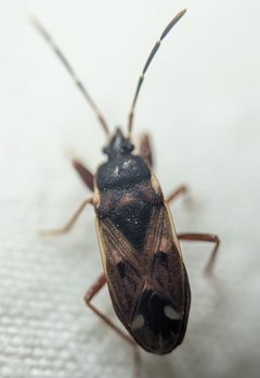 Eremocoris ferus by (c) Zihao Wang, some rights reserved (CC BY), uploaded by Zihao Wang. Used under a CC-BY license.