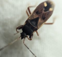Eremocoris ferus by (c) Zihao Wang, some rights reserved (CC BY), uploaded by Zihao Wang. Used under a CC-BY license.