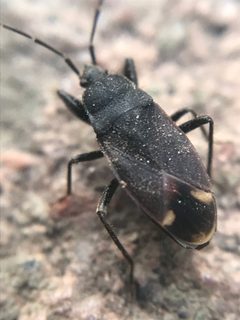 Eremocoris setosus by (c) Jared Shorma, some rights reserved (CC BY), uploaded by Jared Shorma. Used under a CC-BY license.