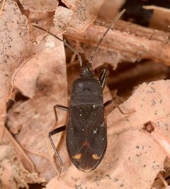 Eremocoris setosus by (c) skitterbug, some rights reserved (CC BY), uploaded by skitterbug. Used under a CC-BY license.