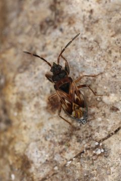 Scolopostethus thomsoni by (c) Donald Hobern, some rights reserved (CC BY). Used under a CC-BY license.