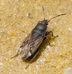 Megalonotus by (c) katunchik, some rights reserved (CC BY), uploaded by katunchik. Used under a CC-BY license.
