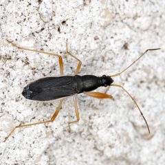 Cnemodus mavortius by (c) Catherine C. Galley, some rights reserved (CC BY), uploaded by Catherine C. Galley. Used under a CC-BY license.