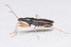 Cnemodus mavortius by (c) Justin Williams, some rights reserved (CC BY), uploaded by Justin Williams. Used under a CC-BY license.