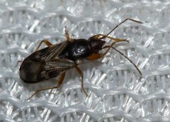 Ereminellus arizonensis by (c) Andrew Meeds, some rights reserved (CC BY), uploaded by Andrew Meeds. Used under a CC-BY license.