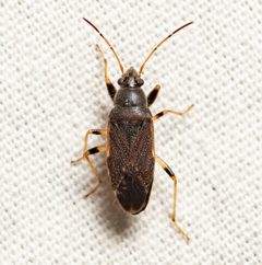 Perigenes similis by (c) Justin Williams, some rights reserved (CC BY), uploaded by Justin Williams. Used under a CC-BY license.