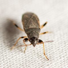 Perigenes similis by (c) Justin Williams, some rights reserved (CC BY), uploaded by Justin Williams. Used under a CC-BY license.