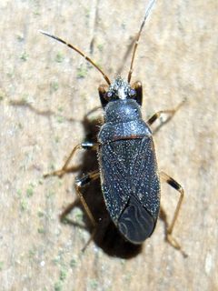 Perigenes similis by (c) ncb1221, some rights reserved (CC BY), uploaded by ncb1221. Used under a CC-BY license.
