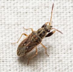 Pseudopachybrachius basalis by (c) Justin Williams, some rights reserved (CC BY), uploaded by Justin Williams. Used under a CC-BY license.