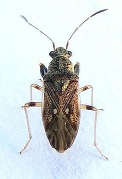 Pseudopachybrachius basalis by (c) jimeckert49, some rights reserved (CC BY). Used under a CC-BY license.
