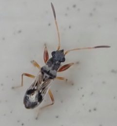 Pseudopachybrachius vinctus by (c) Cole Shoemaker, some rights reserved (CC BY), uploaded by Cole Shoemaker. Used under a CC-BY license.