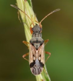 Pseudopachybrachius vinctus by (c) skitterbug, some rights reserved (CC BY), uploaded by skitterbug. Used under a CC-BY license.