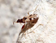 Pseudopamera nitidicollis by (c) Jeff Clark, some rights reserved (CC BY), uploaded by Jeff Clark. Used under a CC-BY license.