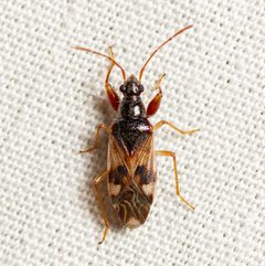 Pseudopamera nitidula by (c) Justin Williams, some rights reserved (CC BY), uploaded by Justin Williams. Used under a CC-BY license.