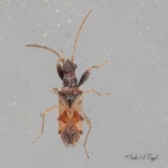 Pseudopamera setosa by (c) Victor Engel, some rights reserved (CC BY), uploaded by Victor Engel. Used under a CC-BY license.