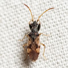 Pseudopamera setosa by (c) Justin Williams, some rights reserved (CC BY), uploaded by Justin Williams. Used under a CC-BY license.