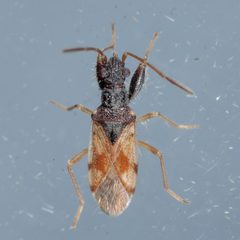 Pseudopamera setosa by (c) Victor Engel, some rights reserved (CC BY), uploaded by Victor Engel. Used under a CC-BY license.