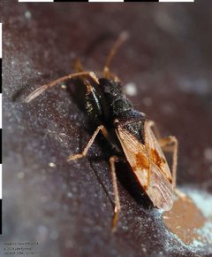 Pseudopamera setosa by (c) John Rosford, some rights reserved (CC BY), uploaded by John Rosford. Used under a CC-BY license.