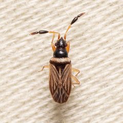 Ptochiomera nodosa by (c) Justin Williams, some rights reserved (CC BY), uploaded by Justin Williams. Used under a CC-BY license.