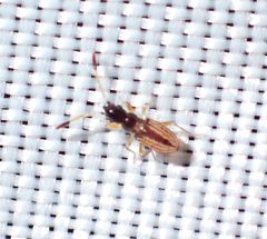 Ptochiomera nodosa by (c) Bao Pham, some rights reserved (CC BY), uploaded by Bao Pham. Used under a CC-BY license.