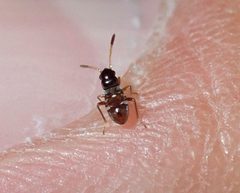 Ptochiomera nodosa by (c) Bao Pham, some rights reserved (CC BY), uploaded by Bao Pham. Used under a CC-BY license.