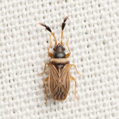 Ptochiomera nodosa by (c) Justin Williams, some rights reserved (CC BY), uploaded by Justin Williams. Used under a CC-BY license.