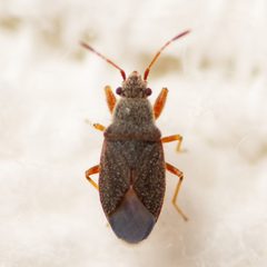 Valonetus puberulus by (c) Justin Williams, some rights reserved (CC BY), uploaded by Justin Williams. Used under a CC-BY license.