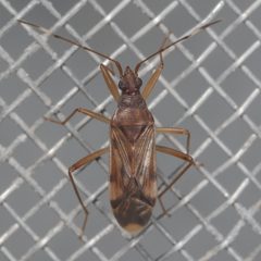Ozophora depicturata by (c) Victor Engel, some rights reserved (CC BY), uploaded by Victor Engel. Used under a CC-BY license.