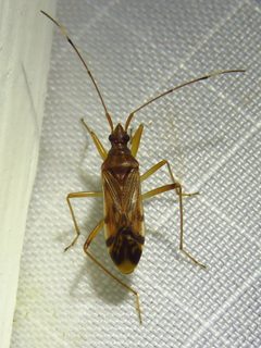 Ozophora depicturata by (c) Annika Lindqvist, some rights reserved (CC BY), uploaded by Annika Lindqvist. Used under a CC-BY license.