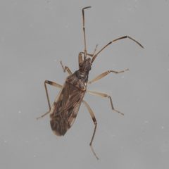 Ozophora salsaverdeae by (c) Victor Engel, some rights reserved (CC BY), uploaded by Victor Engel. Used under a CC-BY license.